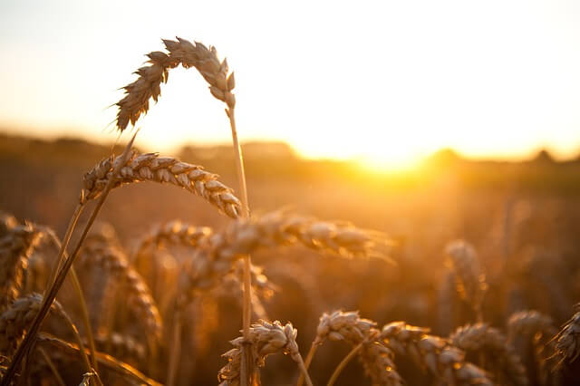 wheat grass